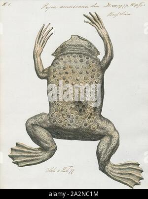 Pipa americana, stampa il comune rospo Suriname o star-dita toad (Pipa pipa) è una specie di rane in famiglia Pipidae trovati in Bolivia, Brasile, Colombia, Ecuador, Guyana Francese, Guyana, Perù, Suriname, Trinidad e Tobago e del Venezuela. In Spagnolo è chiamato aparo, rana comun de celdillas, rana tablacha, sapo chinelo, sapo chola, o sapo de celdas. In portoghese, è noto come sapo pipa a causa della sua forma, come 'pipa" significa aquilone. Il suo habitat naturale sono subtropicale o tropicale umido le foreste di pianura, subtropicale o tropicale paludi e acquitrini e paludi di acqua dolce e acqua dolce intermittente Foto Stock