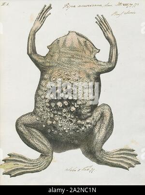 Pipa americana, stampa il comune rospo Suriname o star-dita toad (Pipa pipa) è una specie di rane in famiglia Pipidae trovati in Bolivia, Brasile, Colombia, Ecuador, Guyana Francese, Guyana, Perù, Suriname, Trinidad e Tobago e del Venezuela. In Spagnolo è chiamato aparo, rana comun de celdillas, rana tablacha, sapo chinelo, sapo chola, o sapo de celdas. In portoghese, è noto come sapo pipa a causa della sua forma, come 'pipa" significa aquilone. Il suo habitat naturale sono subtropicale o tropicale umido le foreste di pianura, subtropicale o tropicale paludi e acquitrini e paludi di acqua dolce e acqua dolce intermittente Foto Stock