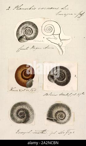 Planorbis corneus, stampa Planorbarius corneus, nome comune il grande ramshorn, è un relativamente grandi specie di aria respirabile lumaca di acqua dolce, acquatiche pulmonate mollusco gasteropode della famiglia Planorbidae, suonerà il corno di lumache o planorbids, che hanno tutti un sinistral o sinistra gusci di bobinatura Foto Stock