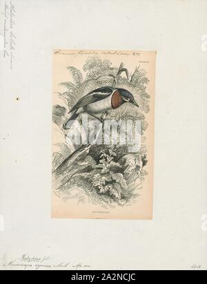 Platysteira cyanea, stampa, il marrone-throated graticcio-eye (Platysteira cyanea), noto anche come il graticcio comune-occhio o scarlet-spectacled graticcio-eye, è un piccolo, insettivori passerine bird. Il graticcio-occhi erano stati precedentemente classificati come una sottofamiglia del vecchio mondo famiglia flycatcher Muscicapidae, ma ora sono di solito separate da quel gruppo., 1838 Foto Stock