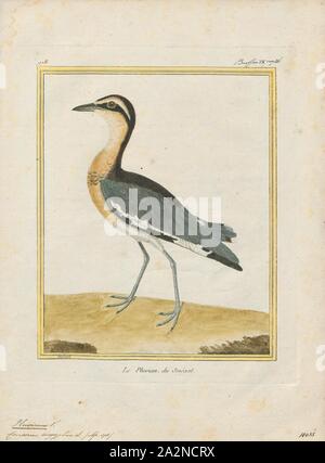 Pluvianus aegyptius, stampa il piviere egiziano (Pluvianus aegyptius), noto anche come il coccodrillo uccello, è un wader, il solo membro del genere Pluvianus. Collocate precedentemente nel pratincole courser e famiglia, Glareolidae, è ora considerato come l'unico membro della propria famiglia monotypic Pluvianidae., 1700-1880 Foto Stock