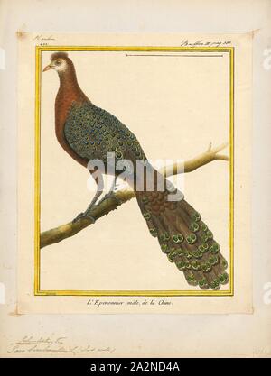 Polyplectron bicalcaratum, stampa il pavone grigio-fagiano (Polyplectron bicalcaratum), noto anche come pavone birmano-fagiano, è un grande membro asiatico dell'ordine Galliformi. È l'uccello nazionale di Myanmar., 1700-1880 Foto Stock