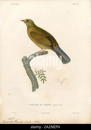 Pycnonotus fisquetii, stampa, giallo-sfiatato bulbul (Pycnonotus goiavier). Pycnonotus è un genere paraphyletic di Songbird nella famiglia di bulbul (Pycnonotidae)., 1841-1852 Foto Stock