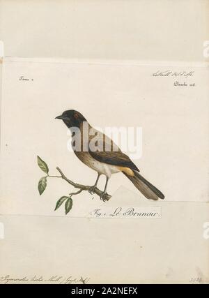 Pycnonotus tristis, stampa, giallo-sfiatato bulbul (Pycnonotus goiavier). Pycnonotus è un genere paraphyletic di Songbird nella famiglia di bulbul (Pycnonotidae)., 1796-1808 Foto Stock