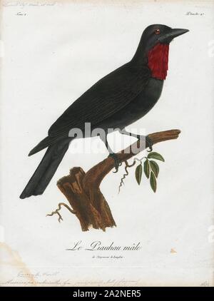 Querula purpurata, stampa la porpora-throated fruitcrow (Querula purpurata) è una specie di uccello della famiglia Cotingidae, cotingas. Essa è la sola specie del genere Querula. È nativo in Nicaragua e Costa Rica e Panama e più della metà settentrionale dell'America del Sud, del suo habitat essendo umida foresta di pianura dove si nutre principalmente di insetti e frutta. Si tratta di un nero lucido, di medie dimensioni bird e il maschio ha un colore viola-rosso patch di gola. Nidifica in stretta vicinanza con gli altri uccelli della sua specie. La sua popolazione è in calo, ma si tratta di una specie di comune con una gamma molto ampia e il Foto Stock