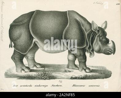 Rhinoceros unicornis, stampa il rinoceronte indiano (Rhinoceros unicornis), chiamato anche il superiore di un corno di rinoceronte e grande rinoceronte indiano, è un rinoceronte nativo per il subcontinente indiano. È elencato come vulnerabili sulla Lista Rossa IUCN, come le popolazioni sono frammentati e limitata a meno di 20.000 kmq (7, 700 sq mi). Inoltre, la misura e la qualità della Rhino's più importante habitat, praterie alluvionali e foresta fluviale, è considerato essere in declino a causa di umano e un invasione di bestiame. Come del 2008, un totale di 2, 575 individui maturi sono stati stimati a vivere nella Foto Stock