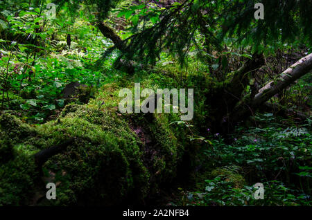 Verde muschio verde e piante crescono in un bosco selvatico su un vecchio albero caduto Foto Stock
