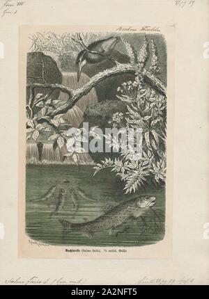 Salmo fario, Stampa, Salmo è un genere di pesci nel salmone famiglia dei salmonidi che include le specie europee del salmone e della trota, tra loro la familiarità Salmone atlantico Salmo salar e la trota fario Salmo trutta. La distribuzione naturale del Salmo si estende anche al Nord Africa e Asia occidentale intorno al bacino del Mar Nero. Il singolo Salmo specie che si trova naturalmente in Atlantico del Nord America è il salmone atlantico, considerando che il salmone e la trota del bacino del Pacifico appartengono a un altro genere, Oncorhynchus. Il nome generico del Salmo deriva dal latino salmō (salmone). Il numero di Foto Stock