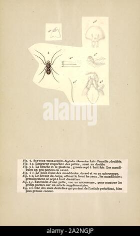 Scytodes, stampa Scytodes è un genere di sputare spider che si verifica in tutto il mondo. Il più diffuso specie è Scytodes thoracica, che inizialmente aveva un palearctic distribuzione, ma è stato introdotto per il Nord America, Argentina, India, Australia e Nuova Zelanda Foto Stock