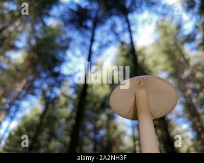 Vista dal basso dei funghi selvatici che crescono in foresta con il cielo azzurro e gli alberi sullo sfondo Foto Stock