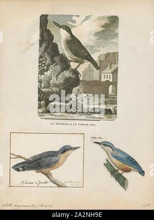 Sitta europaea, stampa, il picchio muratore eurasiatica o legno picchio muratore (Sitta europaea) è un piccolo uccello passerine trovati in tutta la temperata in Asia e in Europa, dove il suo nome è il picchio muratore. Come altri nuthatches, è un corto-tailed bird con un lungo bill, blu-grigio upperparts e un occhio nero-striscia. Si tratta di un uccello vocale con un ripetuto forte dwip chiamata. Ci sono più di 20 sottospecie in tre gruppi principali; uccelli in occidente della gamma hanno arancio-buff underparts e una gola bianca, quelli in Russia Hanno underparts biancastro e quelle in Estremo Oriente hanno un aspetto simile alla politica europea di uccelli, ma Foto Stock