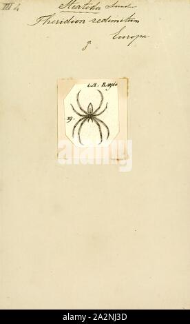 Steatoda, stampa il ragno genere Steatoda, nella famiglia Theridiidae, comprende circa 120 specie riconosciute, distribuiti in tutto il mondo (tra cui molte specie cosmopolita che si trovano tra la popolazione umana in tutto il mondo). Un nome comune è credenza spider, per molte specie costruire le loro tele in dark, riparata, indisturbati i luoghi intorno a casa o in giardino nei capannoni e garages, sotto mobili da giardino, compost scomparti, e simili. Segni dell'armadio spider includono piccole macchie bianche di spider pollina, come piccoli spruzzi di vernice, sul pavimento sotto il web Foto Stock