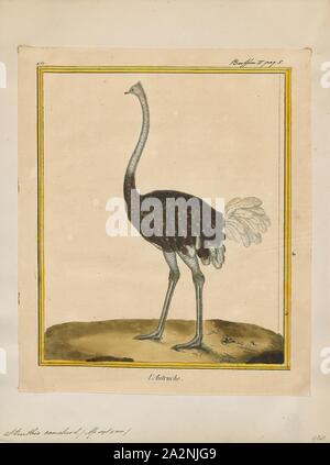 Struthio camelus, stampa il comune (struzzo Struthio camelus), o semplicemente struzzi, è una specie di grandi specie di uccelli nativi di alcune grandi aree dell'Africa. È una delle due specie esistenti di struzzi, il solo membra vive del genere Struthio nell'ordine di ratiti di uccelli. L altro è il somalo (struzzo Struthio molybdophanes), che è stata riconosciuta come una specie distinta da BirdLife International nel 2014 che sono state precedentemente considerate molto peculiare sottospecie di struzzo., 1700-1880 Foto Stock
