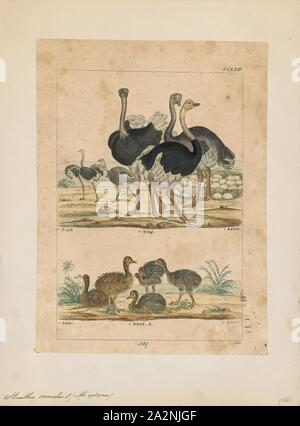 Struthio camelus, stampa il comune (struzzo Struthio camelus), o semplicemente struzzi, è una specie di grandi specie di uccelli nativi di alcune grandi aree dell'Africa. È una delle due specie esistenti di struzzi, il solo membra vive del genere Struthio nell'ordine di ratiti di uccelli. L altro è il somalo (struzzo Struthio molybdophanes), che è stata riconosciuta come una specie distinta da BirdLife International nel 2014 che sono state precedentemente considerate molto peculiare sottospecie di struzzo., 1820-1860 Foto Stock