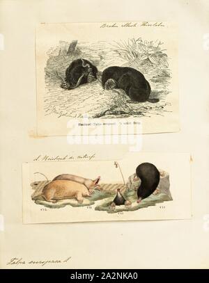 Talpa europaea, stampa Il Parlamento mole (Talpa europaea) è un mammifero dell'ordine Eulipotyphla. È anche noto come il comune mole e la mole del nord., 1700-1880 Foto Stock
