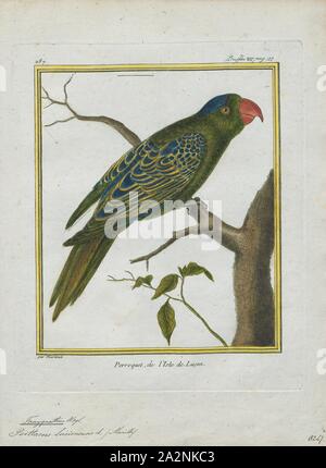 Tanygnathus lucionensis, stampa il blu-naped parrot (Tanygnathus lucionensis), noto anche come il blue-incoronato pappagallo verde, Luzon Parrot, il filippino pappagallo verde e localmente noto come pikoy, è un pappagallo trovato su tutto il territorio delle Filippine., 1700-1880 Foto Stock