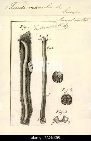 Teredo navalis, Stampa, teredo navalis, il shipworm navale, è una specie di acqua salata vongola, un mare di molluschi bivalvi in famiglia Teredinidae, il shipworms. Questa specie è il tipo di specie del genere Teredo. Come in altre specie di questa famiglia, questo bivalve è chiamato un shipworm, perché assomiglia ad una vite senza fine in apparenza generale, mentre all'estremità anteriore ha una conchiglia piccola con due valvole che sono specializzati in noiose attraverso legno Foto Stock