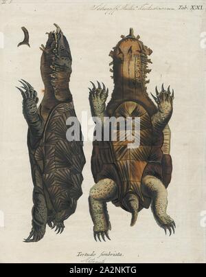 Testudo fimbriata, stampa, la mata mata mata-mata, o matamata (Chelus fimbriata) è una tartaruga di acqua dolce ha trovato in Sud America, principalmente in Amazzonia e bacini di Orinoco. È l'unica specie esistenti in genere Chelus., 1700-1880 Foto Stock