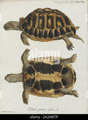 Testudo graeca, stampa la tartaruga greca (Testudo graeca), anche conosciuto comunemente come lo sperone-thighed tartaruga, è una specie di tartaruga in famiglia Testudinidae. Testudo graeca è una delle cinque specie di tartarughe del Mediterraneo (generi Testudo e Agrionemys). Le altre quattro specie sono Hermann's tartaruga (Testudo hermanni), la tartaruga egiziana (Testudo kleinmanni), la Testuggine marginata (Testudo marginata) e il russo tartaruga (Agrionemys horsfieldii). La tartaruga greca è molto lunga vita animale, il raggiungimento di una durata di vita di verso l'alto di 125 anni, con alcuni rapporti non verificati fino a Foto Stock