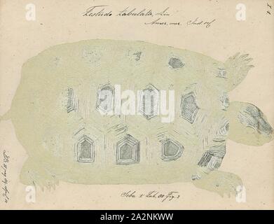 Testudo tabulata, stampa il giallo-footed tartaruga (Chelonoidis denticulatus), noto anche come il brasiliano la tartaruga gigante, a cui viene comunemente fatto riferimento come il brasiliano tartaruga gigante, o più comunemente, la grande tartaruga, è una specie di tartaruga in famiglia Testudinidae ed è strettamente correlata al rosso-footed tartaruga (C. carbonaria). Si trova nel bacino amazzonico del Sud America., 1700-1880 Foto Stock