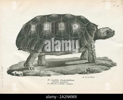 Testudo tabulata, stampa il giallo-footed tartaruga (Chelonoidis denticulatus), noto anche come il brasiliano la tartaruga gigante, a cui viene comunemente fatto riferimento come il brasiliano tartaruga gigante, o più comunemente, la grande tartaruga, è una specie di tartaruga in famiglia Testudinidae ed è strettamente correlata al rosso-footed tartaruga (C. carbonaria). Si trova nel bacino amazzonico del Sud America., 1700-1880 Foto Stock