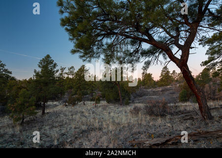 Ponderosa Pine alberi che crescono lungo le colline da essiccato i flussi di lava lungo il sentiero Zuni-Acoma. El Malpais monumento nazionale, Nuovo Messico Foto Stock