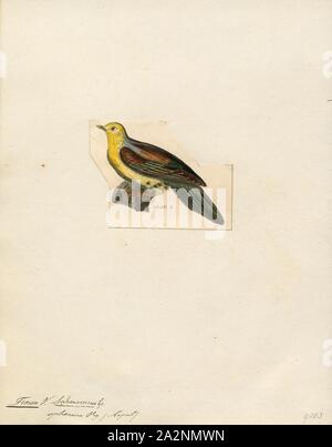 Treron sphenura, stampa il cuneo-tailed green pigeon o Kokla green pigeon (Treron sphenurus) è una specie di uccello della famiglia columbidi., 1820-1860 Foto Stock