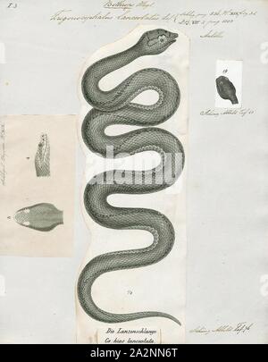 Trigonocephalus lanceolatus, stampa Bothrops lanceolatus - noto come il fer-de-lancia, Martinican pit viper e Martinica lancehead - è una specie di rattlesnakes generalmente considerato endemico dell'isola della Martinica. Nessuno ha spiegato in modo soddisfacente perché è fiorito vi ma è sconosciuto su quasi tutte le altre isole dei Caraibi. Un po' di riserva la denominazione comune di fer-de-lancia per questa specie, mentre altri applicano tale nome per altre specie Bothrops come bene. N. di sottospecie sono attualmente riconosciuti., 1700-1880 Foto Stock