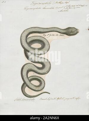 Trigonocephalus lanceolatus, stampa Bothrops lanceolatus - noto come il fer-de-lancia, Martinican pit viper e Martinica lancehead - è una specie di rattlesnakes generalmente considerato endemico dell'isola della Martinica. Nessuno ha spiegato in modo soddisfacente perché è fiorito vi ma è sconosciuto su quasi tutte le altre isole dei Caraibi. Un po' di riserva la denominazione comune di fer-de-lancia per questa specie, mentre altri applicano tale nome per altre specie Bothrops come bene. N. di sottospecie sono attualmente riconosciuti., 1700-1880 Foto Stock