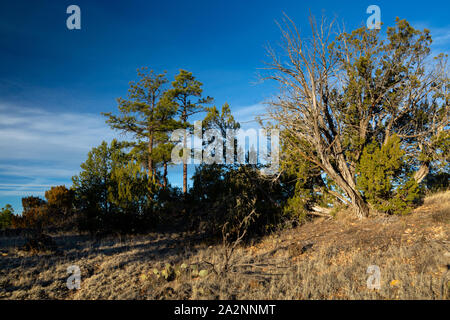 Grandi alberi di ginepro e ponderosa pine trees crescente dal suolo più profondo edificata tra i flussi di lava lungo il sentiero Zuni-Acoma. El Malpais National Monu Foto Stock