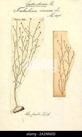 Tubularia ramosa, stampa Eudendrium ramosum, talvolta noto come l'albero hydroid, è una specie marine di cnidaria, un hydroid (Idrozoi) nella famiglia Eudendriidae dell'ordine Anthoathecata Foto Stock