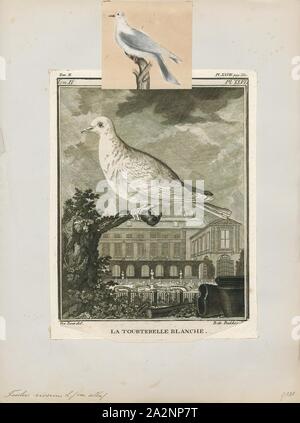 Turtur risorius, stampa la Barberia colomba, inanellati tortora ringneck colomba, anello a collo di tortora, o anello colomba (Streptopelia risoria) è un organo interno della colomba famiglia (Columbidi)., 1700-1880 Foto Stock