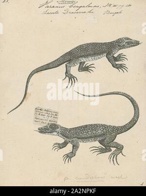 Varanus bengalensis, stampa il Bengala monitor (Varanus bengalensis) o comuni monitor indiano, è un monitor lizard trovato ampiamente distribuiti oltre il subcontinente indiano, nonché parti dell Asia del sud-est e ovest Asia. Questa grande lucertola è principalmente di tipo terrestre, e la sua lunghezza può variare da circa 61 a 175 cm dalla punta del muso alla fine della coda. I giovani i monitor possono essere più arborea, ma adulti principalmente caccia sul terreno, depredavano principalmente su artropodi, ma tenuto anche piccoli vertebrati terrestri, massa uccelli, uova e pesce. Anche se i monitor di grandi dimensioni hanno pochi predatori a parte Foto Stock