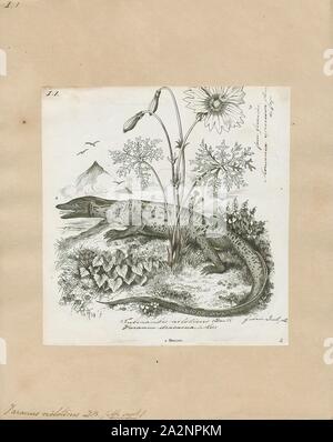 Varanus niloticus, stampa il Nilo monitor (Varanus niloticus) è un elemento di grandi dimensioni del monitor (Famiglia Varanidae) trovato in tutto il territorio dell Africa, ma è assente da ovest, dove è sostituito da Varanus stellatus. Altri nomi comuni includono l africano piccola lucertola di grano, acqua leguaan o fiume leguaan (leguan, leguaan e likkewaan significa monitorare lizard in South African inglese, e possono essere utilizzati in modo intercambiabile)., 1700-1880 Foto Stock