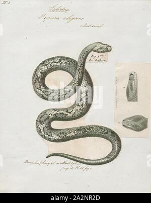 Vipera elegans, stampa di vipera di Russell (Daboia russelii) è una specie di serpenti velenosi in famiglia dai Viperidi velenosi del Vecchio Mondo vipere. Si trova in Asia in tutto il subcontinente indiano, gran parte del sud-est asiatico, Cina del Sud e di Taiwan. La specie è chiamato con il nome di Patrick Russell (1726-1805), un herpetologist scozzese che per primo ha descritto molte indiana di serpenti, e il nome del genere viene dalla parola Urdu significa "che giace nascosta Foto Stock