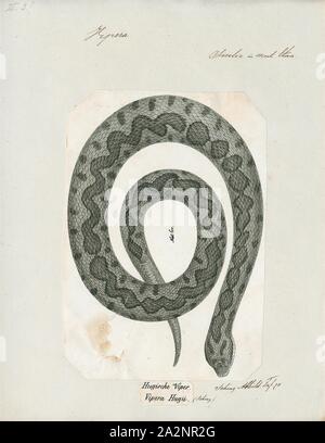 Vipera hugii, stampa Vipera aspis hugyi è un infame viper sottospecie endemica al sud Italia., 1700-1880 Foto Stock