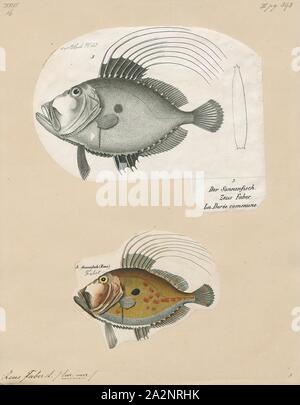 Zeus faber, Stampa, John Dory, St Pierre o Peter pesci, si riferisce ai pesci del genere Zeus, specialmente ZEUS FABER, di diffusione. È commestibile specie demersali costiere pesci marini con un compressi lateralmente oliva-corpo giallo che ha una grande macchia scura, e lunghe spine sulla pinna dorsale. La macchia scura è utilizzato per mostrare un "cattivo occhio' se pericolo approcci. I suoi grandi occhi sulla parte anteriore della testa di fornire con la visione binoculare e la percezione della profondità, che sono importanti per i predatori. Il John Dory's eye spot sul lato del suo corpo anche confonde preda che sono sgottate nella sua grande bocca Foto Stock