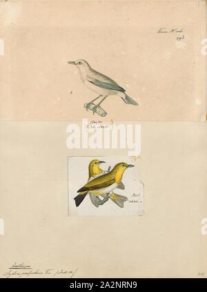 Zosterops palpebrosa, stampare il bianco indiano-eye (Zosterops palpebrosus), l ex Oriental bianco-eye, è un piccolo uccello passerine in bianco-eye family. Si tratta di un allevatore di residente nel bosco aperto sul subcontinente indiano. Essi foraggio in piccoli gruppi, si nutrono di nettare e piccoli insetti. Essi sono facilmente identificati dal marchio distintivo bianco eye-anello e globale upperparts giallastro. La gamma estesa in precedenza ad est verso il sud-est asiatico, Indonesia e Malesia ma quando i taxa in queste regioni sono state assegnate ad altre specie, il nome inglese è stato cambiato., 1700-1880 Foto Stock