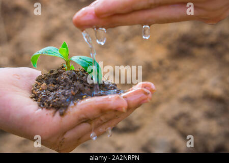 Mano maschio è irrigazione femmina sulla mano che tiene poco albero più sfocata sullo sfondo del suolo. La giornata della terra. Giornata mondiale dell'ambiente. Giorno di ozono. Foto Stock