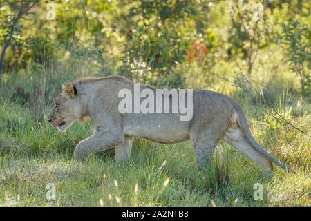 Un LION CUB ( Panthera Leo) a camminare nella luce del mattino nella savana, Welgevonden Game Reserve, Sud Africa. Foto Stock