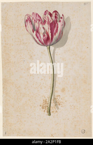 Rosso e bianco screziato tulip, acquerello, leaf: 25 x 16,7 cm, Maria Sibylla Merian, Frankfurt a. M. 1647-1717 Amsterdam Foto Stock