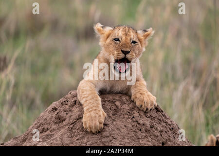 Cucciolo di leone ruggente e giocando in cima alla collina, il Masai Mara, Kenya Foto Stock