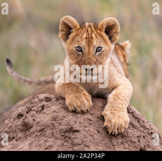 Lion Cub giocando in cima alla collina, il Masai Mara, Kenya Foto Stock