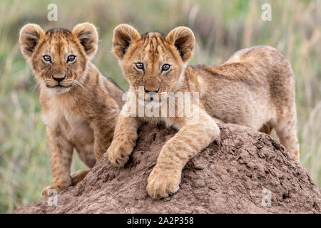 Lion Cubs giocando in cima alla collina, il Masai Mara, Kenya Foto Stock