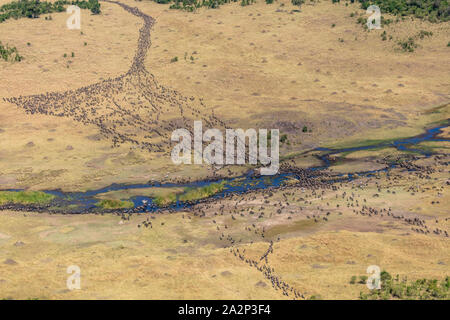 Vista aerea del GNU annuale migrazione, Masai Mara, Kenya Foto Stock