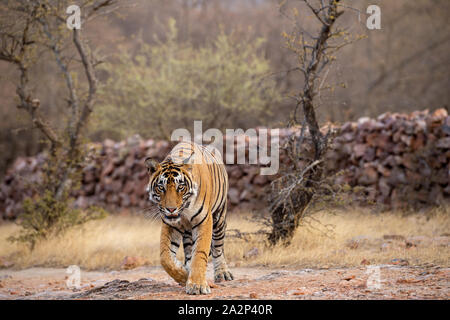 Parco nazionale di Ranthambore, Rajasthan, India - 3 ottobre 2019 maschio tigre del Bengala veeru o T109 sulla passeggiata serale. Egli è morto oggi nella lotta territoriale Foto Stock