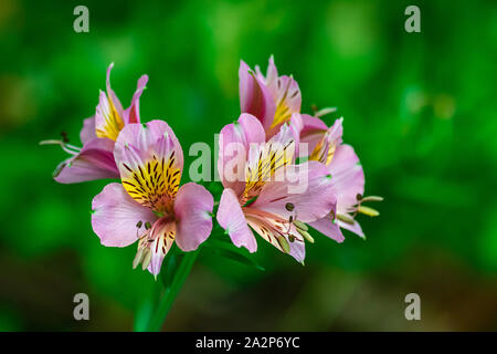Giglio peruviano, (altroemeria ligtu aurantiaca), che fiorisce con verde scuro dello sfondo della vegetazione Foto Stock
