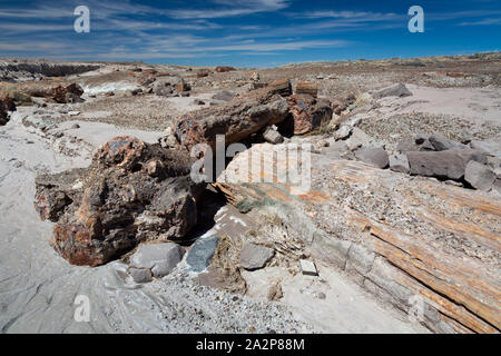 I grandi campioni di legno pietrificato giacenti parzialmente esposta in un lavaggio. Parco Nazionale della Foresta Pietrificata, Arizona Foto Stock