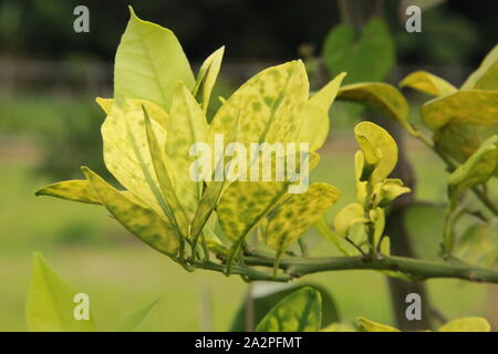 Orange alberi di agrumi frutteto gravemente infette con huanglongbing drago giallo Citrus greening piaga mortale malattia Foto Stock