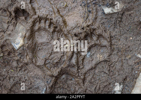 Fresh black bear impronta in fango sul sentiero escursionistico, Exit Glacier, il Parco nazionale di Kenai Fjords, Seward, Alaska, Stati Uniti Foto Stock